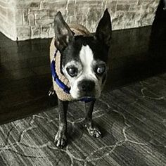 a small black and white dog standing on top of a wooden floor next to a brick wall