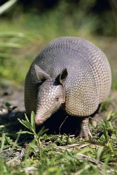 an armadile walking on the ground in grass