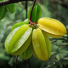 some green and yellow fruit hanging from a tree