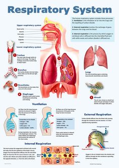 the anatomy of the human body and its major organs, including the lungs, stomachs,