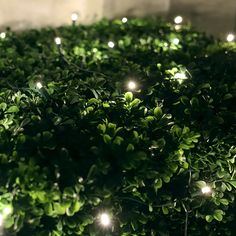 a bush covered in lots of green leaves with lights on it's top and bottom