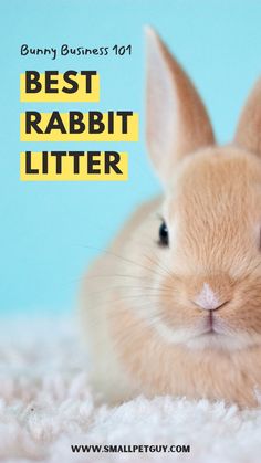 a small rabbit sitting on top of a white rug with the words best rabbit litter