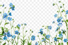 blue flowers on a white background with green leaves and stems, hd png clipart