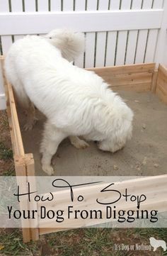 a white dog digging in the sand with text overlay that reads how to stop your dog from digging