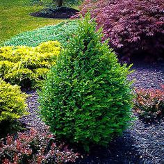 various types of shrubs in a garden