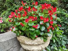 red flowers are growing in a stone planter