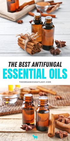 This antifungal essential oils guide features how to use essential oils, which essential oils are best to use, and a few tips and tricks for using an antifungal essential oil. Be sure to check out the amazing essential oils antifungal technique. Niaouli Essential Oil, Essential Oils Guide, Patchouli Essential Oil, Tea Tree Essential Oil, Best Essential Oils, Oil Uses, Essential Oil Uses