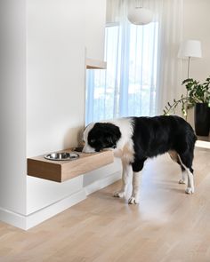 a black and white dog eating food out of a bowl on the side of a table