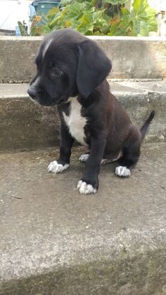 a black and white puppy sitting on concrete steps