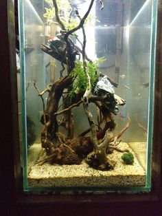 an aquarium filled with plants and rocks in the middle of a wall mounted fish tank