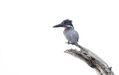 a bird sitting on top of a tree branch