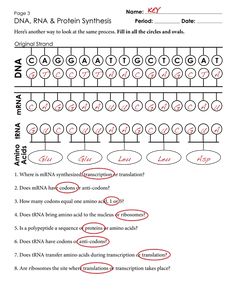 a diagram showing the number and type of cells in an animal's life cycle