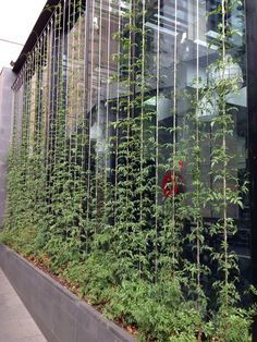 the plants are growing on the side of the building