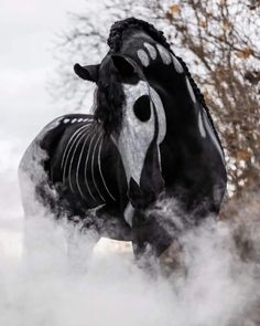 a black and white horse standing on its hind legs in the air with steam coming from it's back