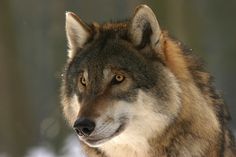 a close up of a wolf in the snow