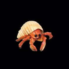 an orange crab with a large shell on its back, sitting in the middle of black background