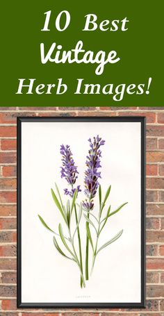 purple flowers on a brick wall with the words 10 best vintage herb images above it