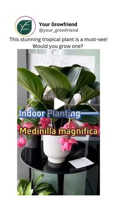 GROWFRIEND 🌿 on Instagram: "Follow @your_growfriend for more amazing plant care tips and tricks!🌿

🌸 Ever heard of Medinilla Magnifica? This stunning tropical plant is a must-see—would it make your garden even more magical? 🌿✨

📽amazing_garden_99

#growfriend #gardeningtips #tropicalplants #houseplantlove #medinillamagnifica #exoticplants #plantcaretips #gardeninspiration #plantcollector #indoorplants #botanicalbeauty" Medinilla Magnifica, Botanical Beauty, Exotic Plants, Tropical Plants, Care Tips, Plant Care, Garden Inspiration, Gardening Tips