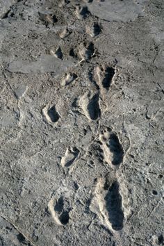 an animal track is shown on the ground