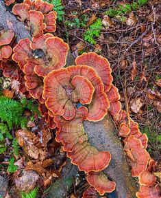 some very pretty colorful mushrooms growing on the side of a tree