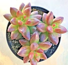 a small potted plant with pink and green flowers in it's center, viewed from above