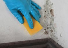 a person in blue gloves and yellow sponge on a wall with moldy walls behind them