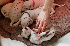 a woman is petting three puppies on the floor