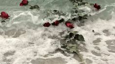 several red roses floating in the ocean waves