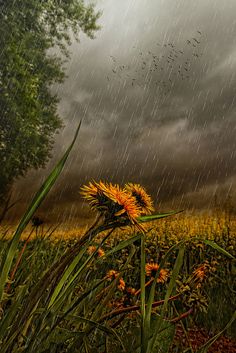 a flower in the middle of a field with rain falling down on it and birds flying overhead