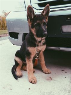 a german shepherd puppy sitting in front of a car