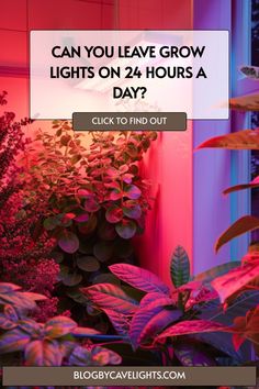 the words can you leave grow lights on 24 hours a day? click to find out