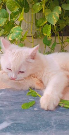 a white cat laying on top of a table next to a potted green plant