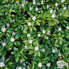 white flowers and green leaves are growing on the ground