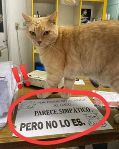 an orange cat standing on top of a table next to a sign that says perro no lols