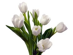 a vase filled with white flowers on top of a table