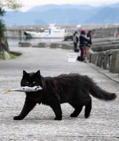 Cat Walking, Reference Pictures, A Black Cat, Animal Photos, Silly Animals, Warrior Cat