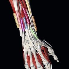 an image of the muscles and their tendors showing different types of muscle fibers that are attached to each other