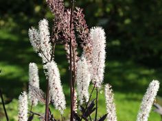 some very pretty white flowers by the grass and trees in the backrounds