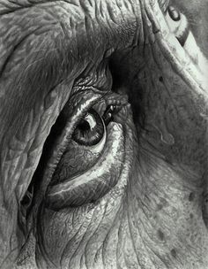 an elephant's eye is shown in this black and white photo