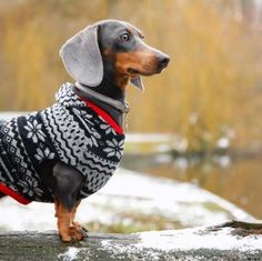 a dachshund wearing a sweater standing on a log