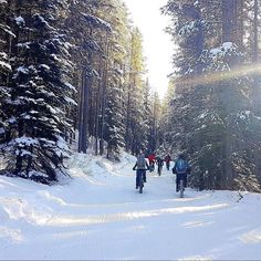 several people riding bikes on a snowy path in the woods with snow covered trees behind them