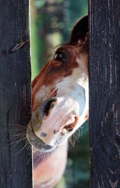 a brown and white horse sticking its head through a fence