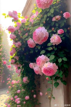 pink flowers growing on the side of a building