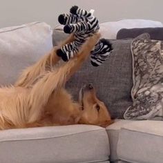 a dog laying on it's back on top of a couch with its paws in the air