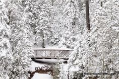 a bridge in the middle of some trees covered in snow