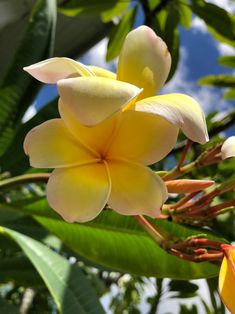 the yellow flowers are blooming on the tree