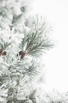 snow covered pine branches with cones on them