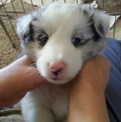 a person holding a puppy in their arms