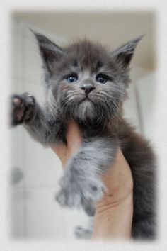 a kitten is being held up in the air