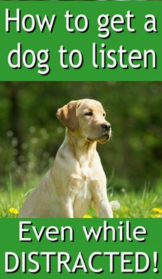 a dog sitting in the grass with text overlay that reads how to get a dog to listen even while distracted